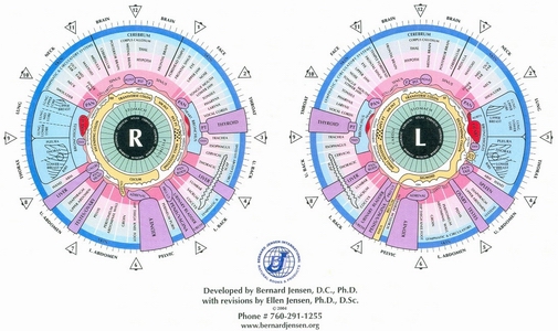 iridology chart large2